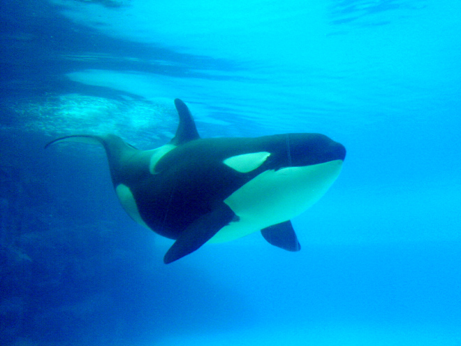 Webcam coming for Marine Life viewing… right here in Powell River