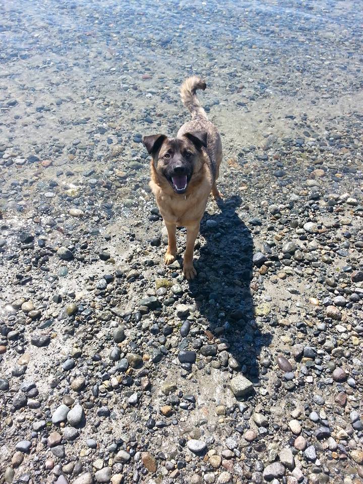 No dogs allowed on Powell River beaches this summer 