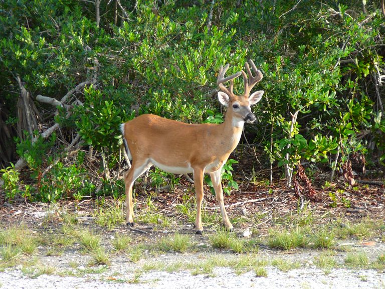 COS advises residents to flag fences to protect wildlife