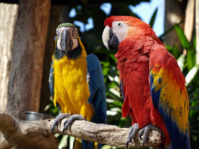 Multiple birds from Parrot Refuge find homes