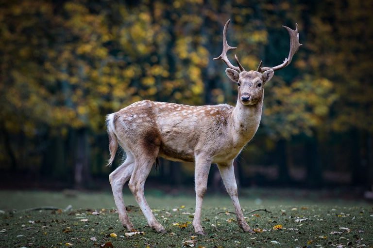 New regulations for hunters come into effect next week