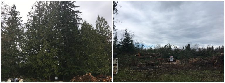 Couple distraught over logging close to their home