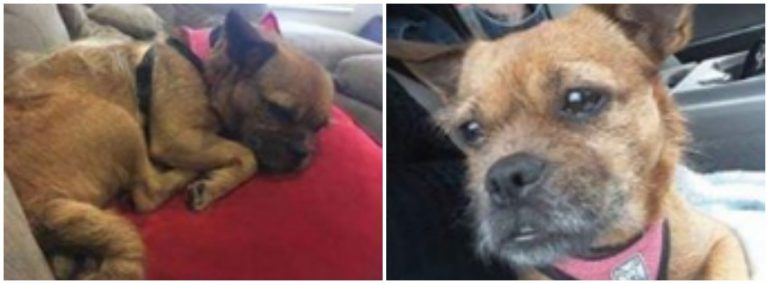 UPDATE: Missing dog found safe in Powell River