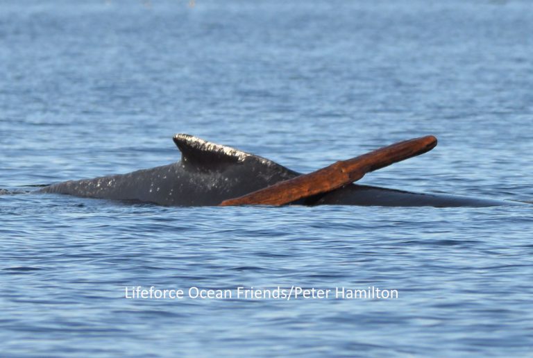 Humpback spotted playing with log off Comox Harbour