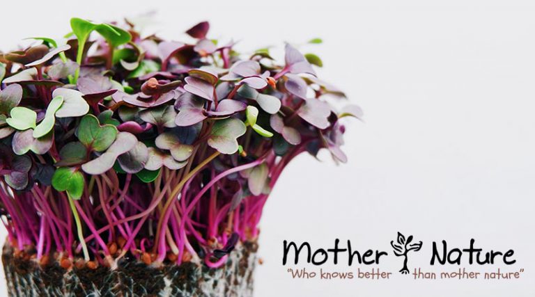 Microgreens: Miracle or Myth?