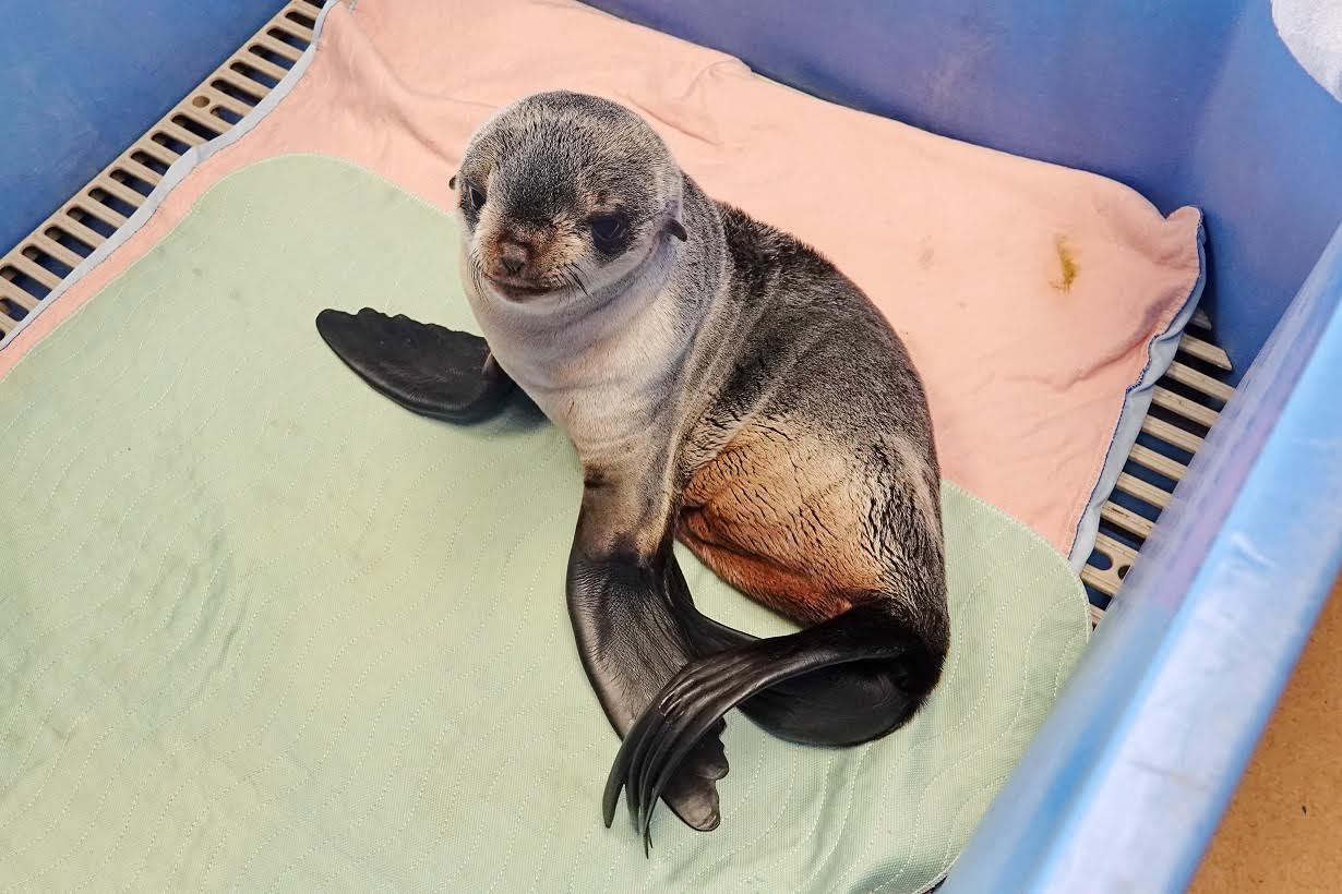 Northern fur seal pup showing signs of recovery - My Powell River Now Northern fur seal pup showing signs of recovery - My Powell River Now