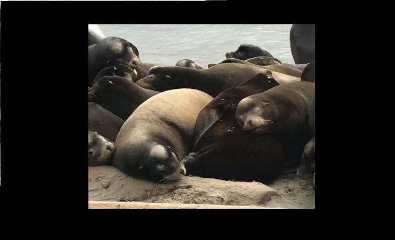 Sea lion parvo risk slim, says expert