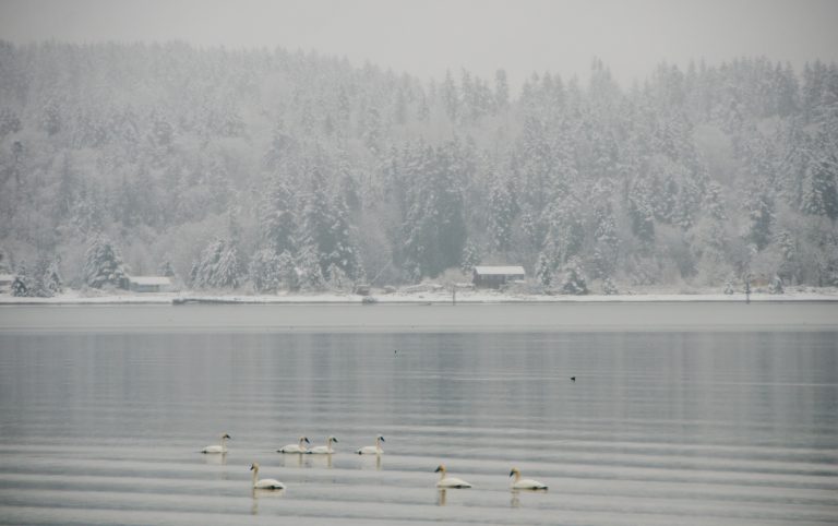 Snowfall threat recedes as slight warm up predicted across North Island, Powell River