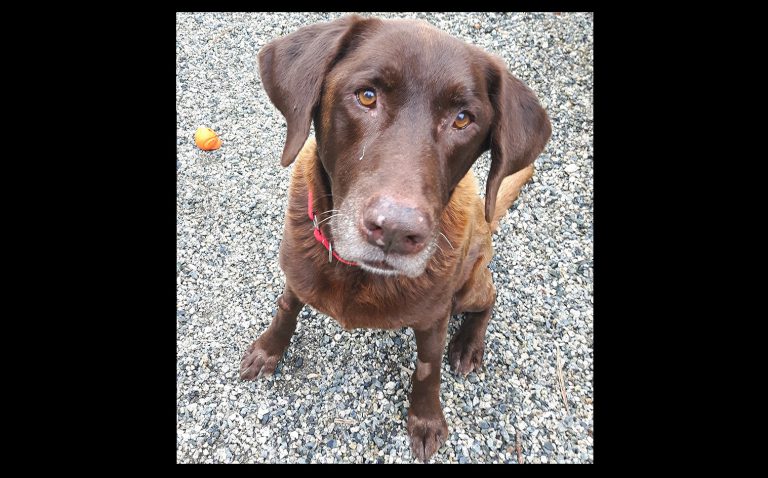 Elderly Sunshine Coast stray recovering after being found with THC, cocaine in system