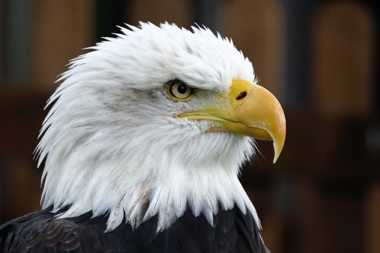 Residents answer call to help feed eagles at Campbell River rescue centre
