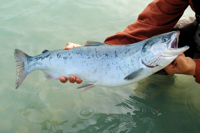 “We could not be more disappointed with this decision”: Campbell River mayor on Chinook decision