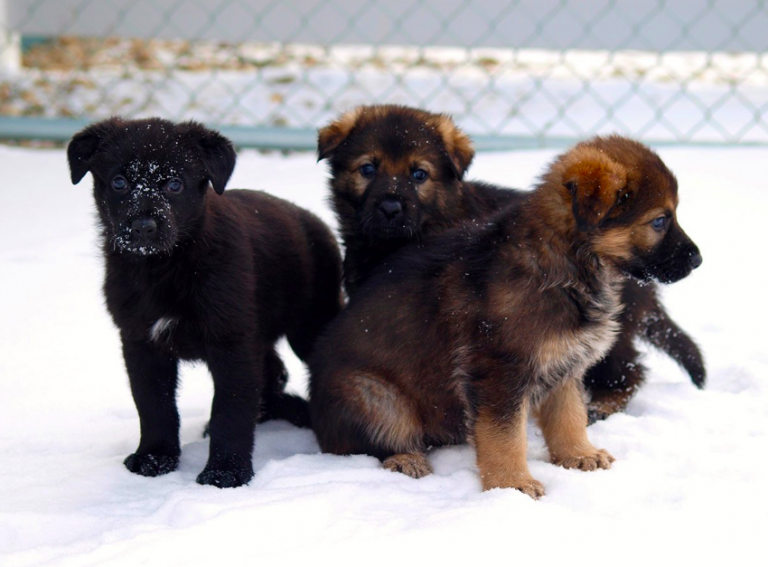 Soon to be RCMP police dogs in need of names
