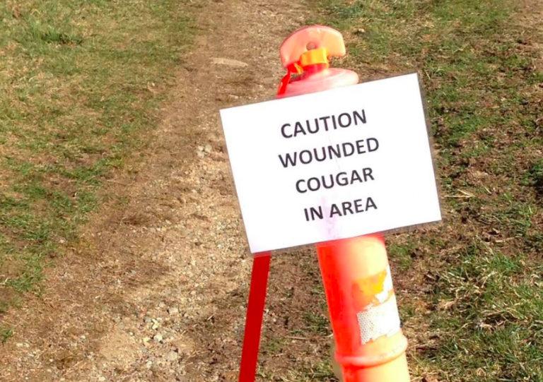 Conservation service looking for wounded cougar in Port Alice