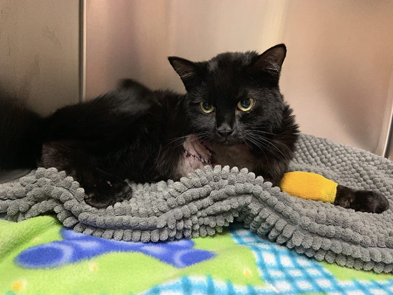 BC SPCA asking for help to support Vancouver Island cat’s recovery