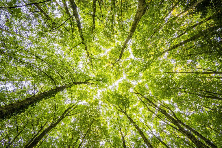 70 trees deemed dangerous will be removed from Shingle Beach campground