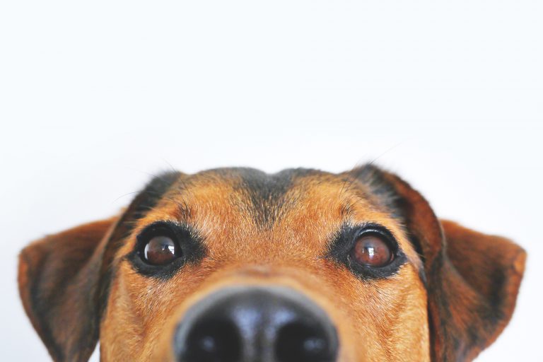 Humans locking in at SPCA for love of furry friends