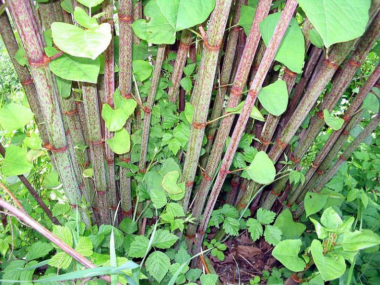 Powell River offering rebates to remove knotweed plants