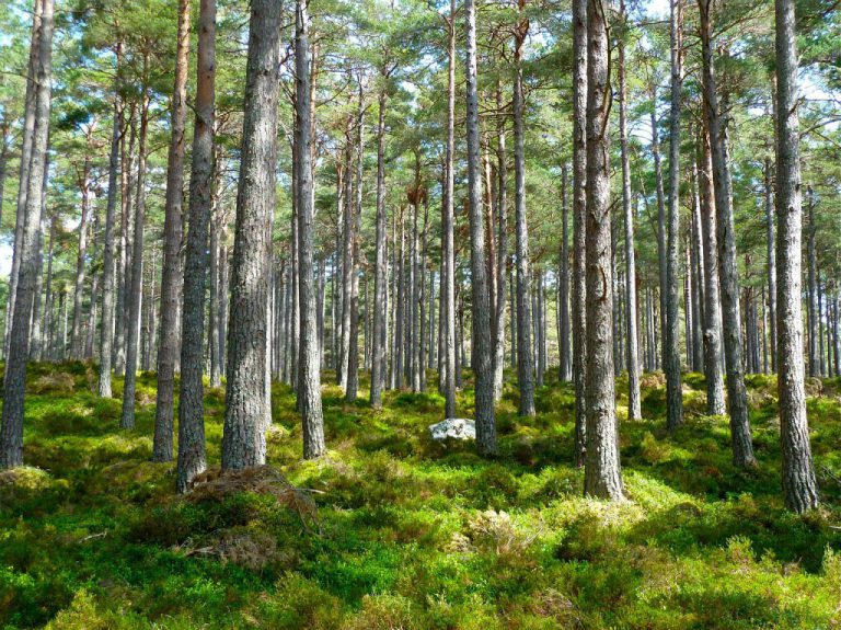 Provincial government preserving old-growth groves