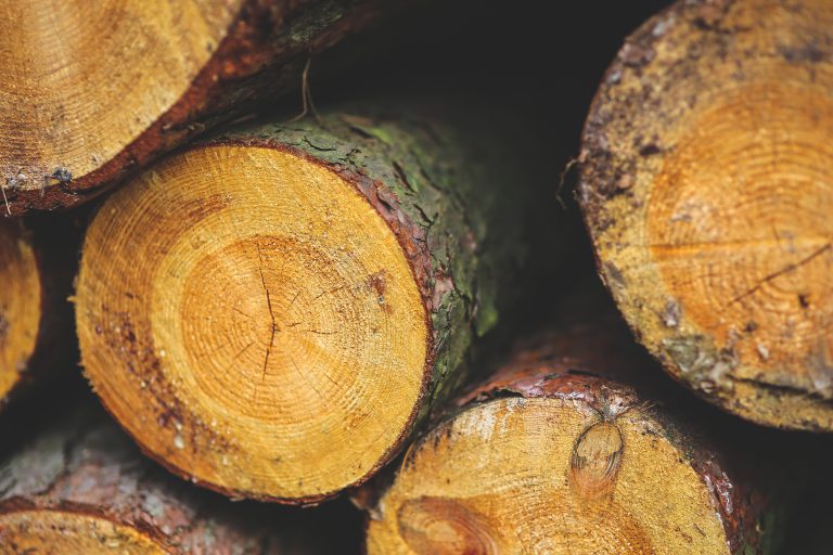 Forestry workers on strike