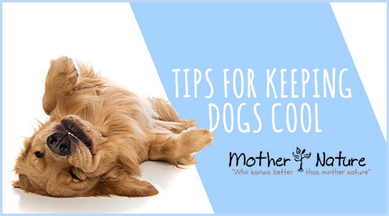 Keeping Your Dog Cool