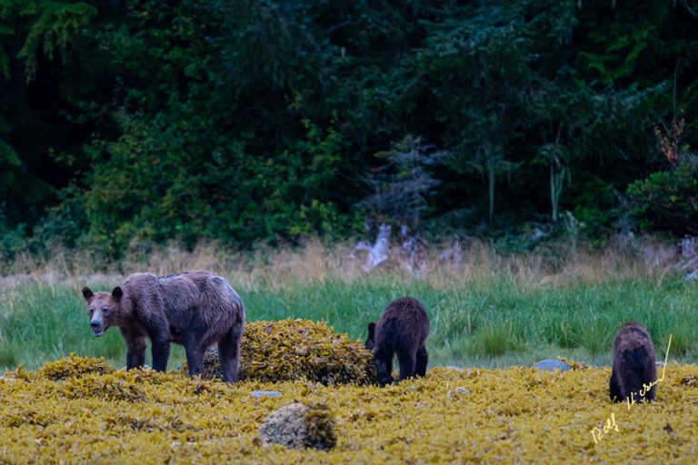 Photographer posts images of emaciated grizzlies in Broughton Archipelago