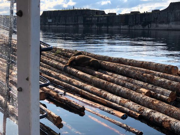 Sea lion found in Powell River with horrific crossbow injury