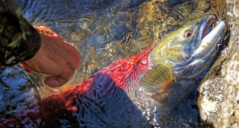Residents invited to help release 70,000 chum salmon fry into river