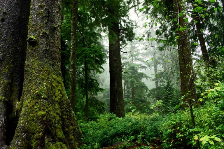 B.C. looks to defer logging in old growth forests and consult with First Nations