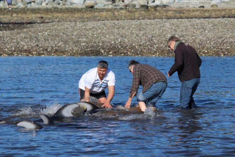 Community rallies to rescue dolphins near Tla’amin First Nation
