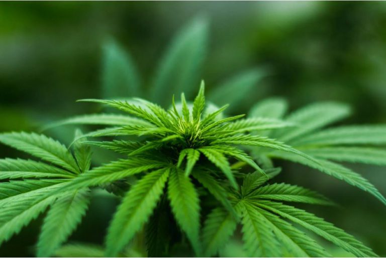 City agrees to sell property to craft cannabis company