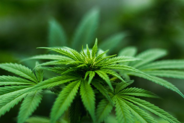 Powell River seeking input for future cannabis retail store