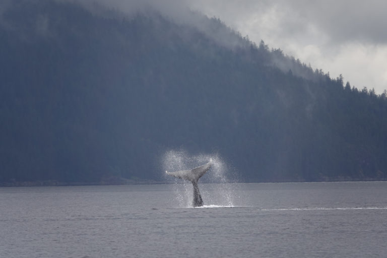 Whale watching shifts course with focus on ‘staycation’ tourists