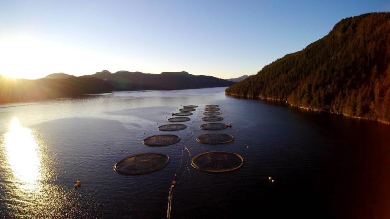Ocean sustainablilty organization says Mowi Canada West’s claim that farms are all ASC-certified is misleading