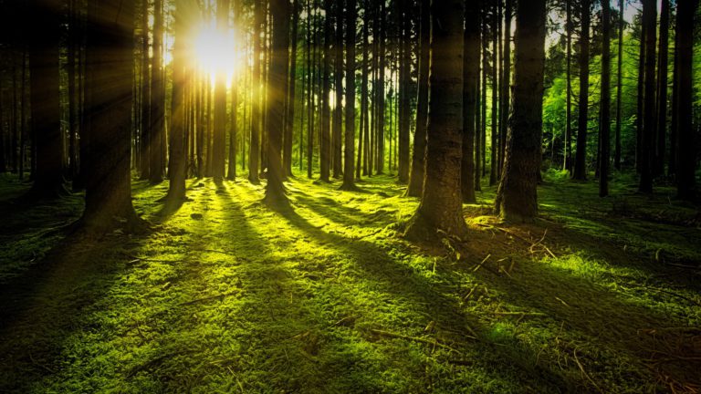 Forest management plan approved by Tla’amin Nation