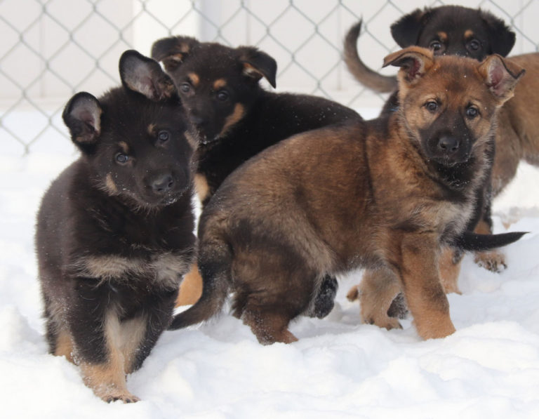 Your kids could name a future RCMP service dog