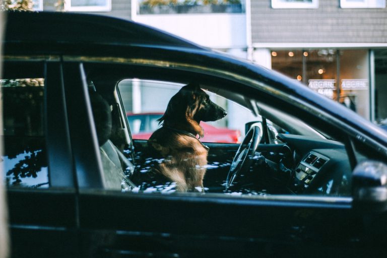 Know the dangers of leaving your pet in your car; RCMP