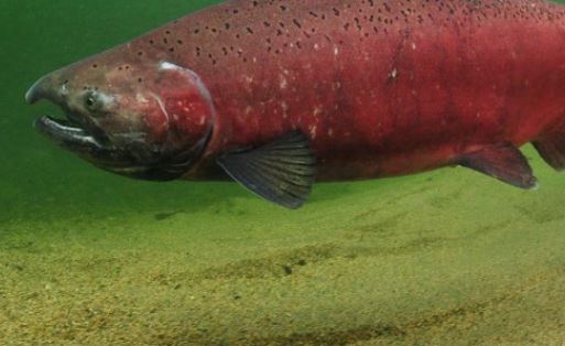 Blaney calls for timeline for federal report on B.C. aquaculture