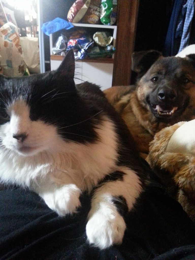 BCSPCA Lock-in-For Love  kicks off this week in Powell River