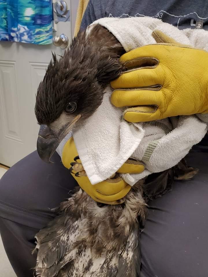Vancouver Island wildlife rescue centre calling for salmon donations