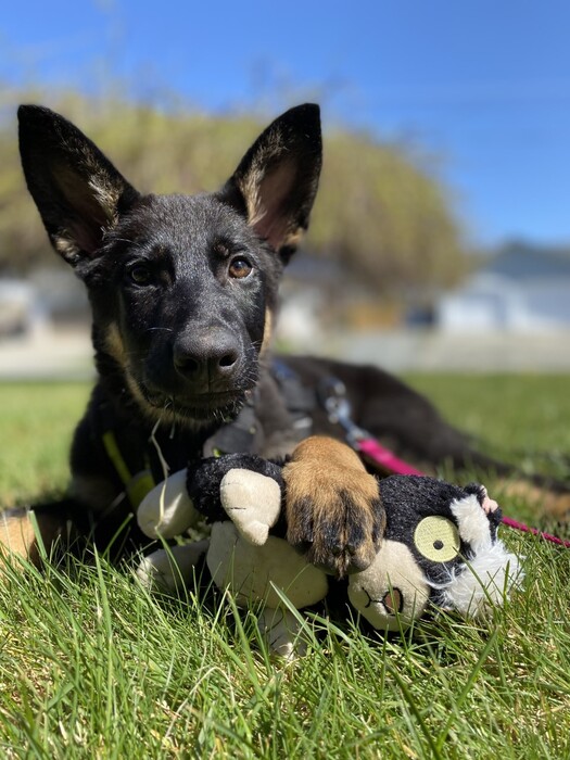 BC SPCA offers half-price adoptions to create space for animals displaced by wildfires
