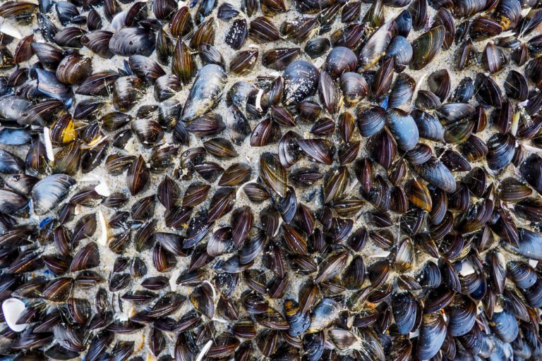 Harmful toxins found in Okeover Inlet this week