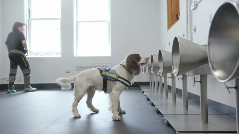 Vancouver Coastal Health’s canine scent detection team now detecting COVID-19