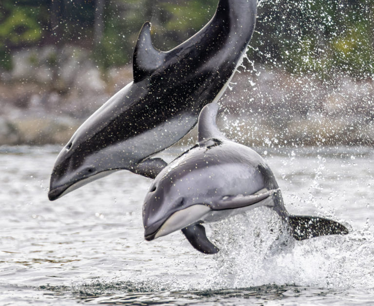 ‘Incredible’ dolphin encounter north of Campbell River for wildlife photographer