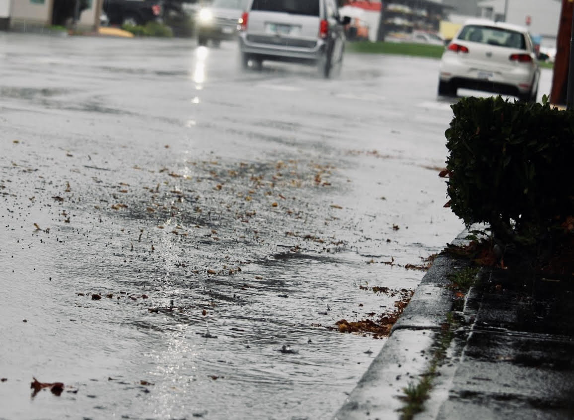 Drought Fallout: Weakened trees could mean more fall storm outages - My Powell River Now