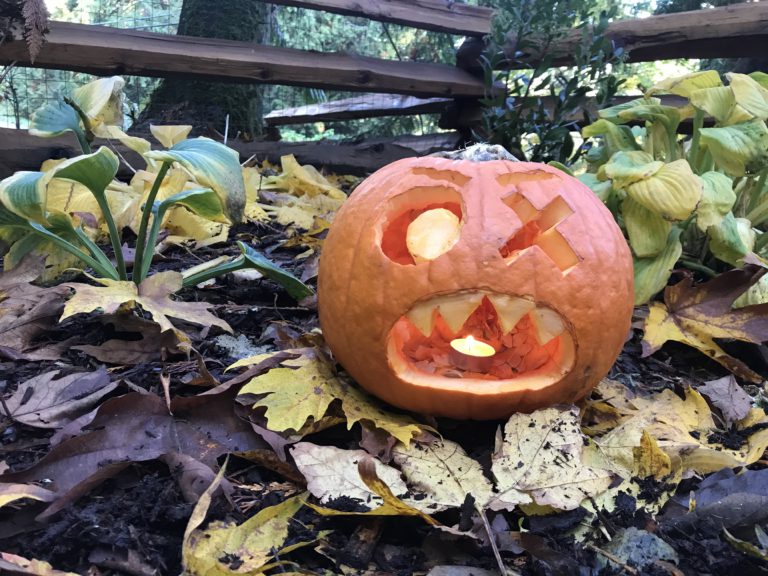 Turn your pumpkin into post Halloween treat for farm critters