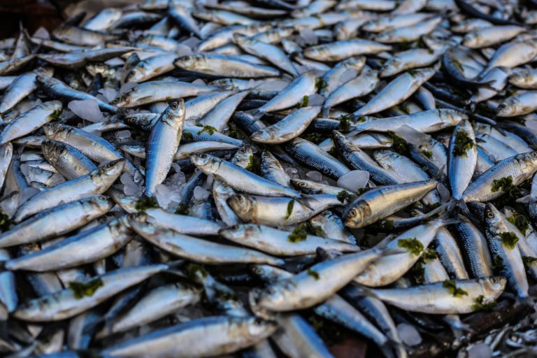 Extreme heat could destroy an extra six percent of Canada’s fish catches: UBC study