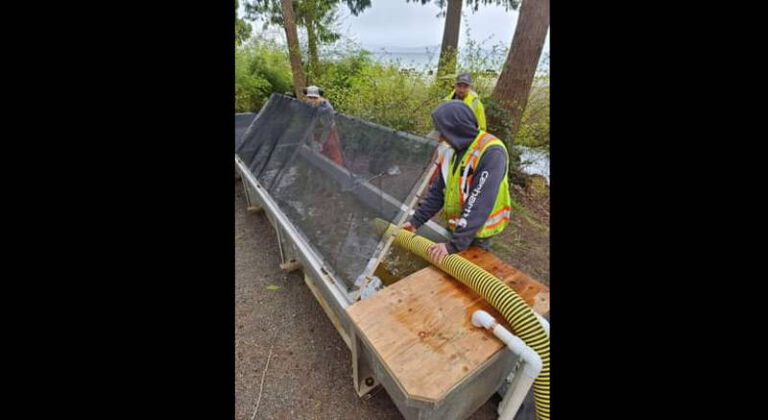 Powell River to release thousands of young salmon