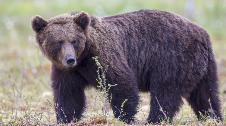 Powell River RCMP remind residents to be bear aware after grizzly encounter