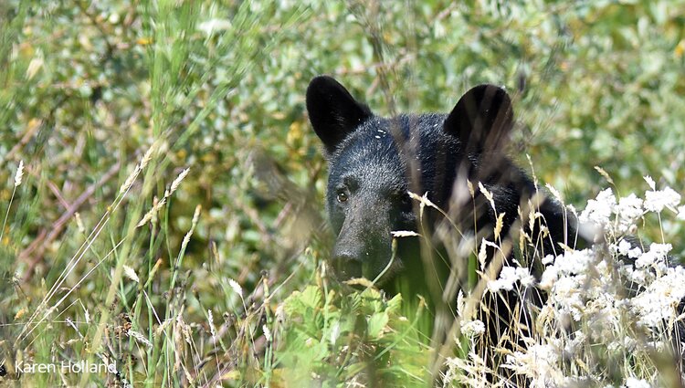 Aggressive bear risk closes popular Powell River trail