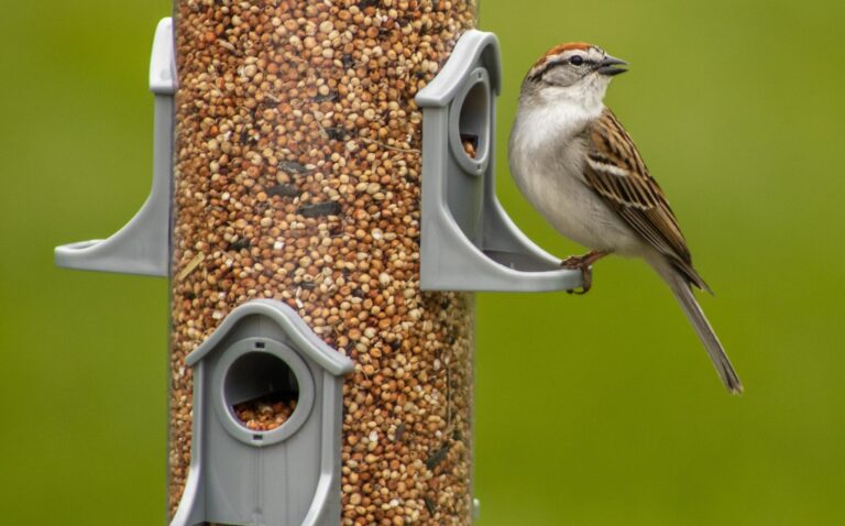 BC SPCA asks public to remove bird feeders and bird baths